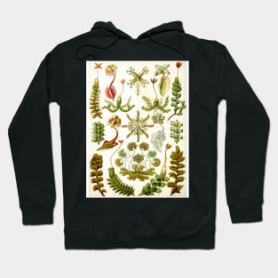 Watercolor botanical vintage Floral minimalist print 2 Hoodie